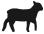 borrego